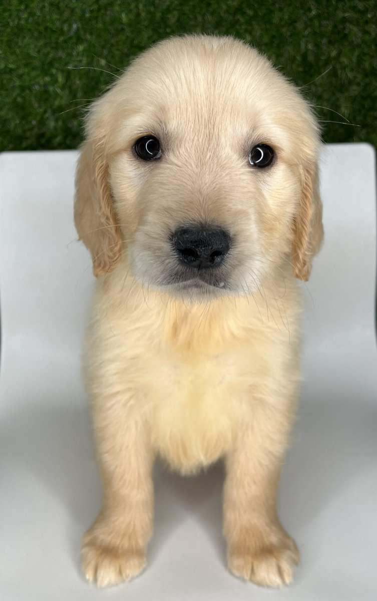 Golden retriever image 1