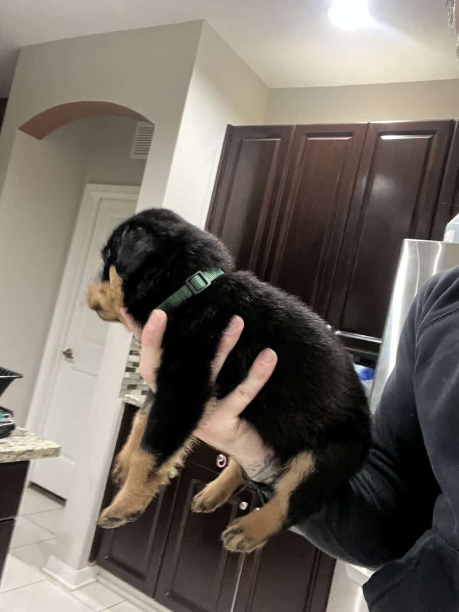 Dark Green Male Rottweiler image 3