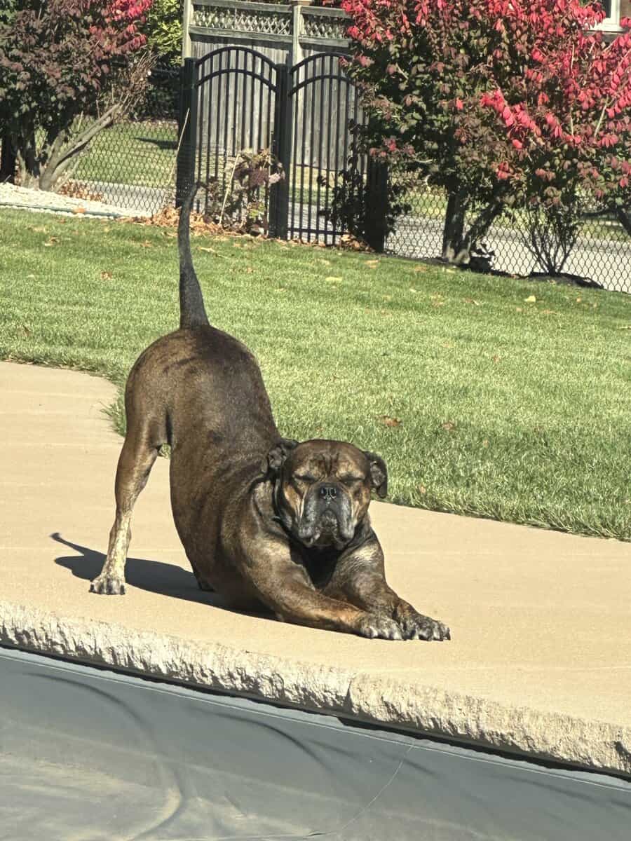 Loving Home Needed for Bruno - 6-Year-Old Cane Cor image 4