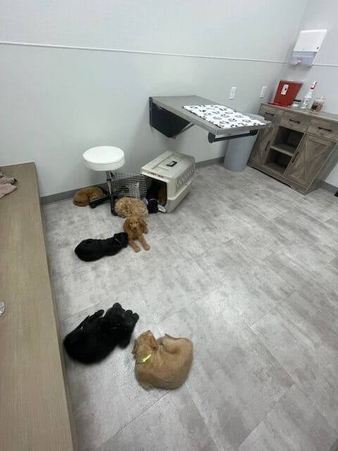 Doodle puppies ready for furever homes. image 16