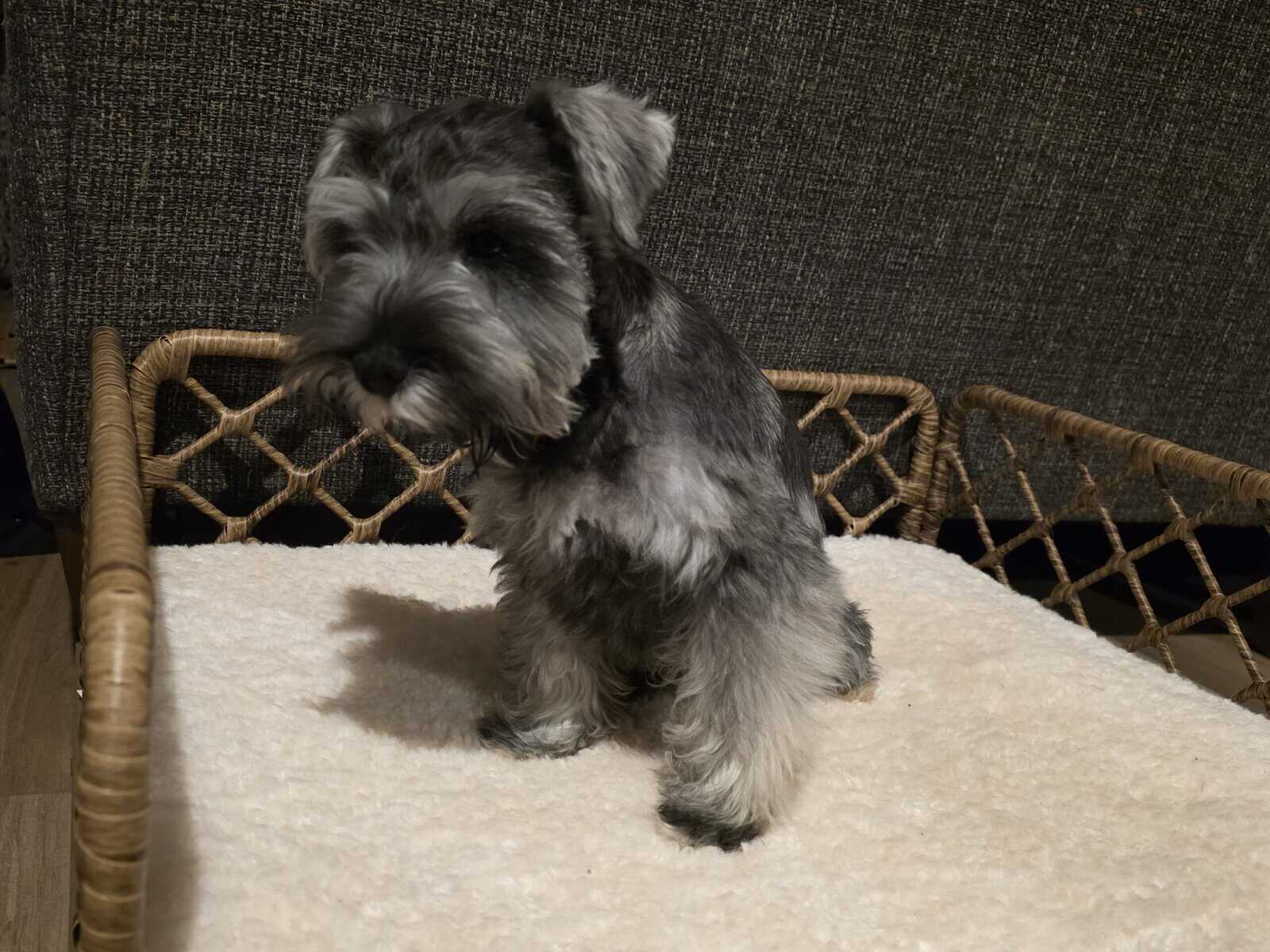 Miniture Schnausers Ready now for Loving Home image 5