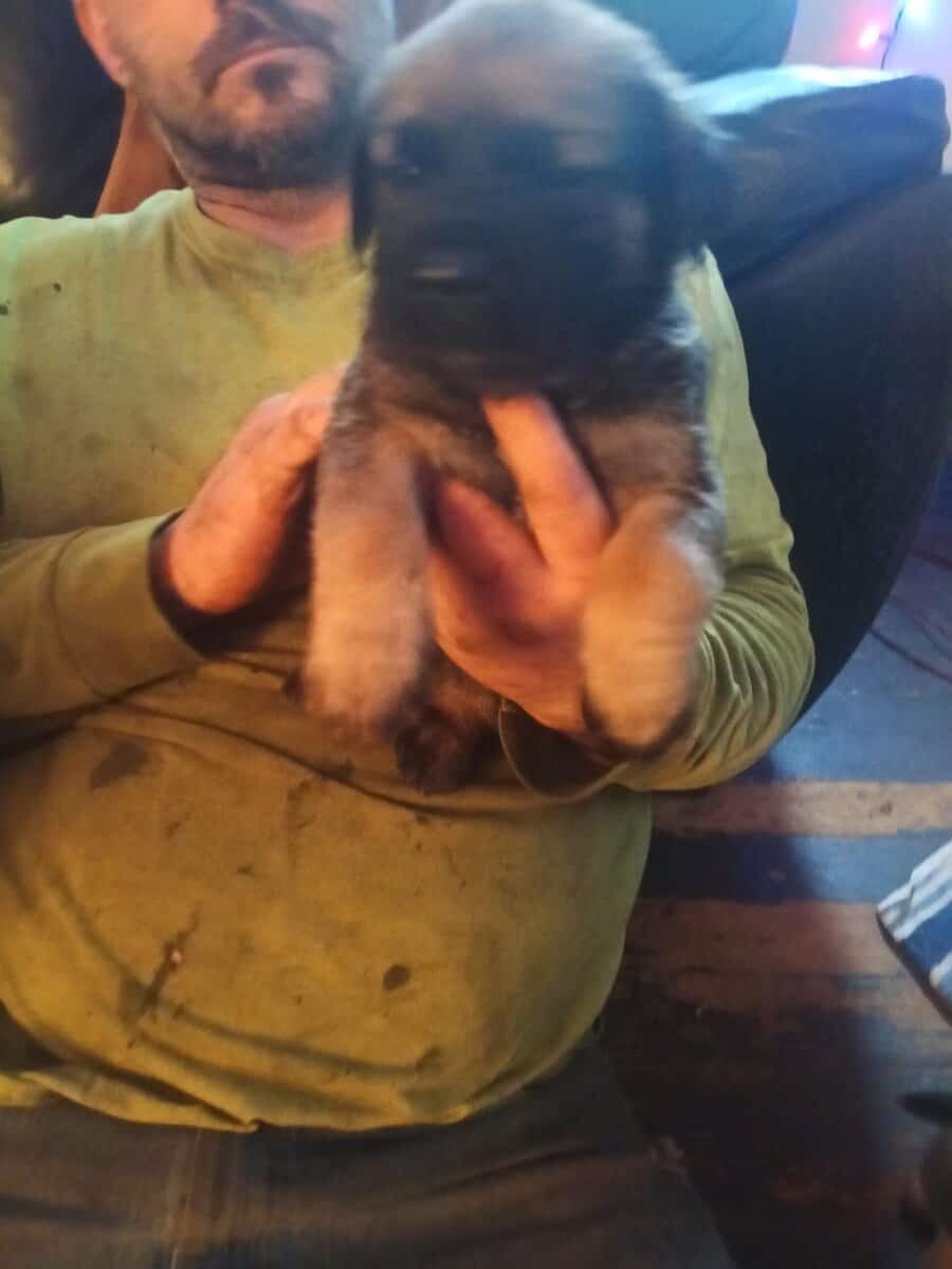 Puppy for a forever home image 3