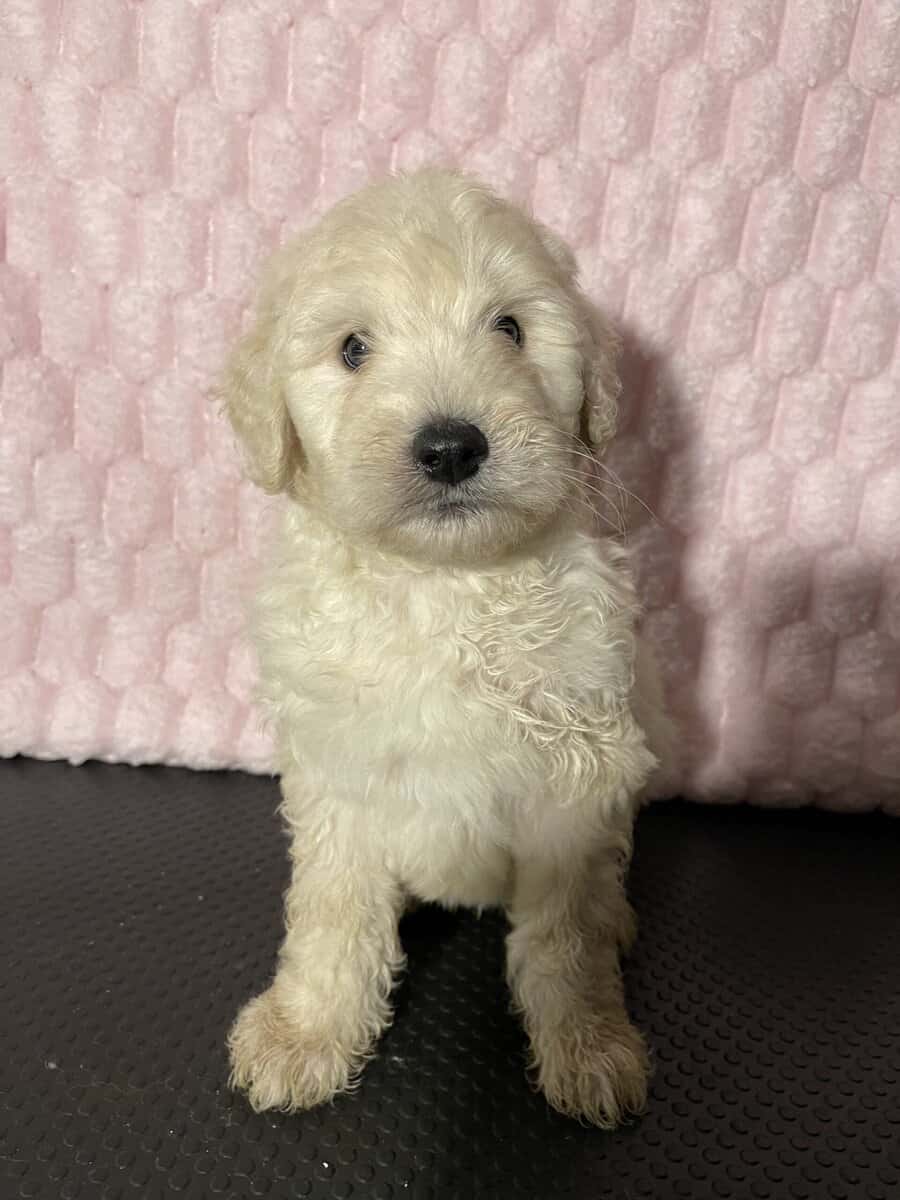 Golden doodle puppies image 5