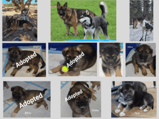 Alaskan Shepherd Puppies Available
