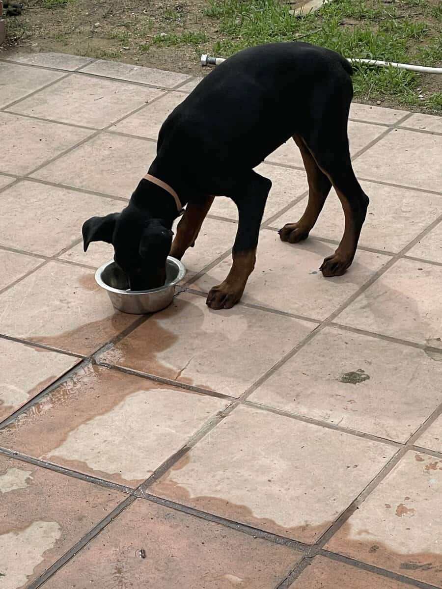 Doberman pinscher puppies image 3