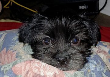 Shorkie puppies