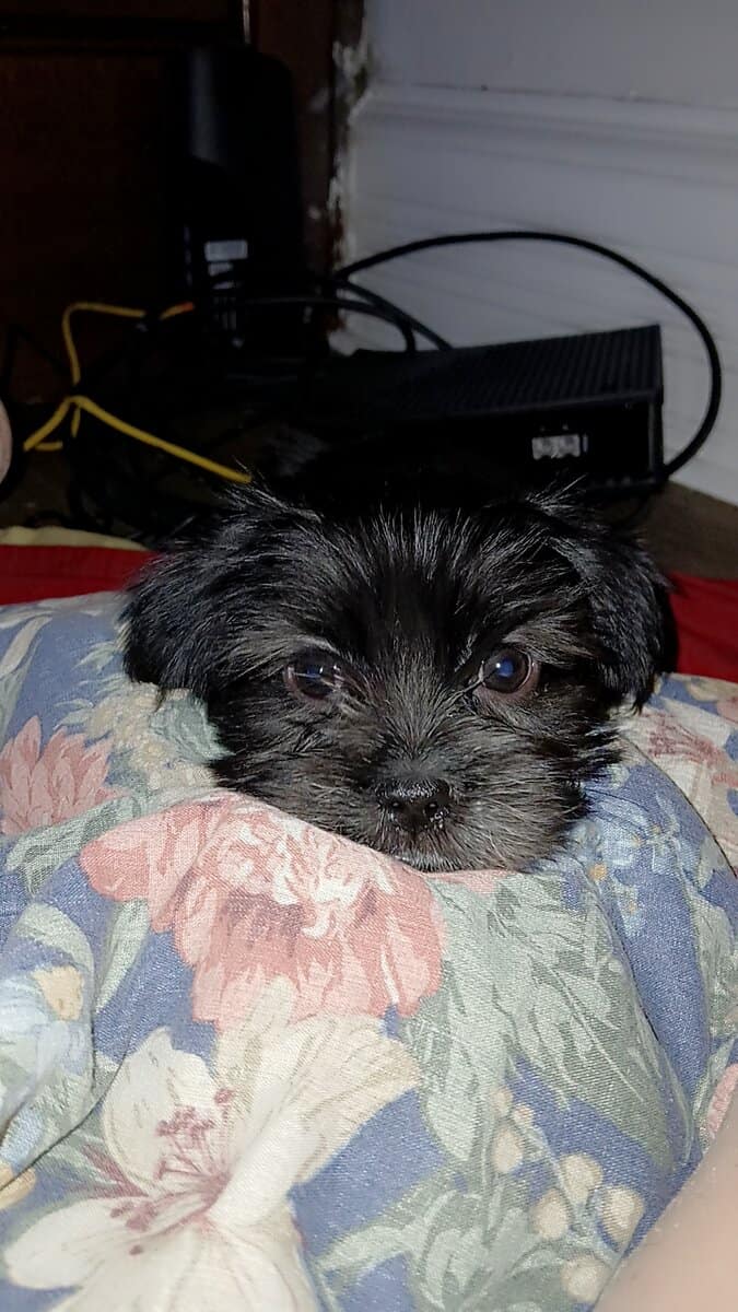 Shorkie puppies image 1