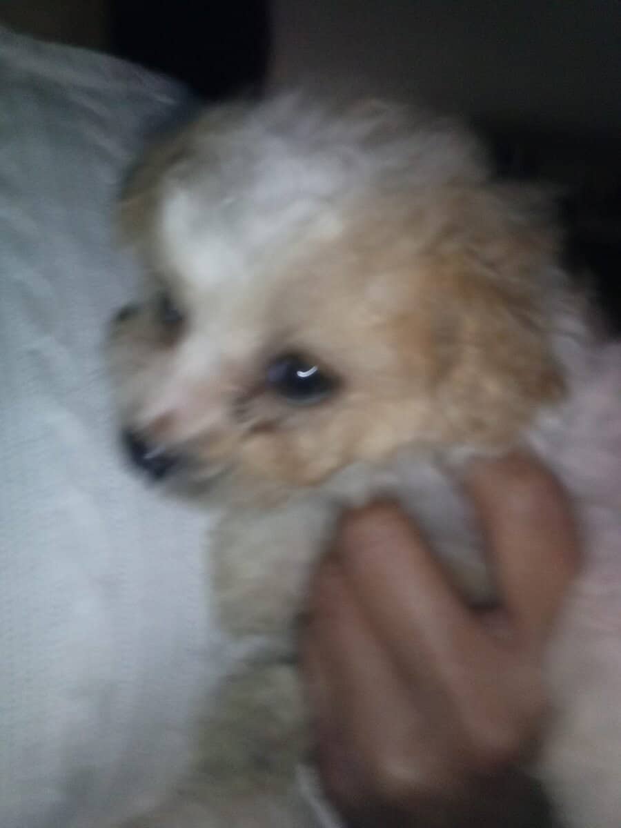 Maltipoo puppy image 2