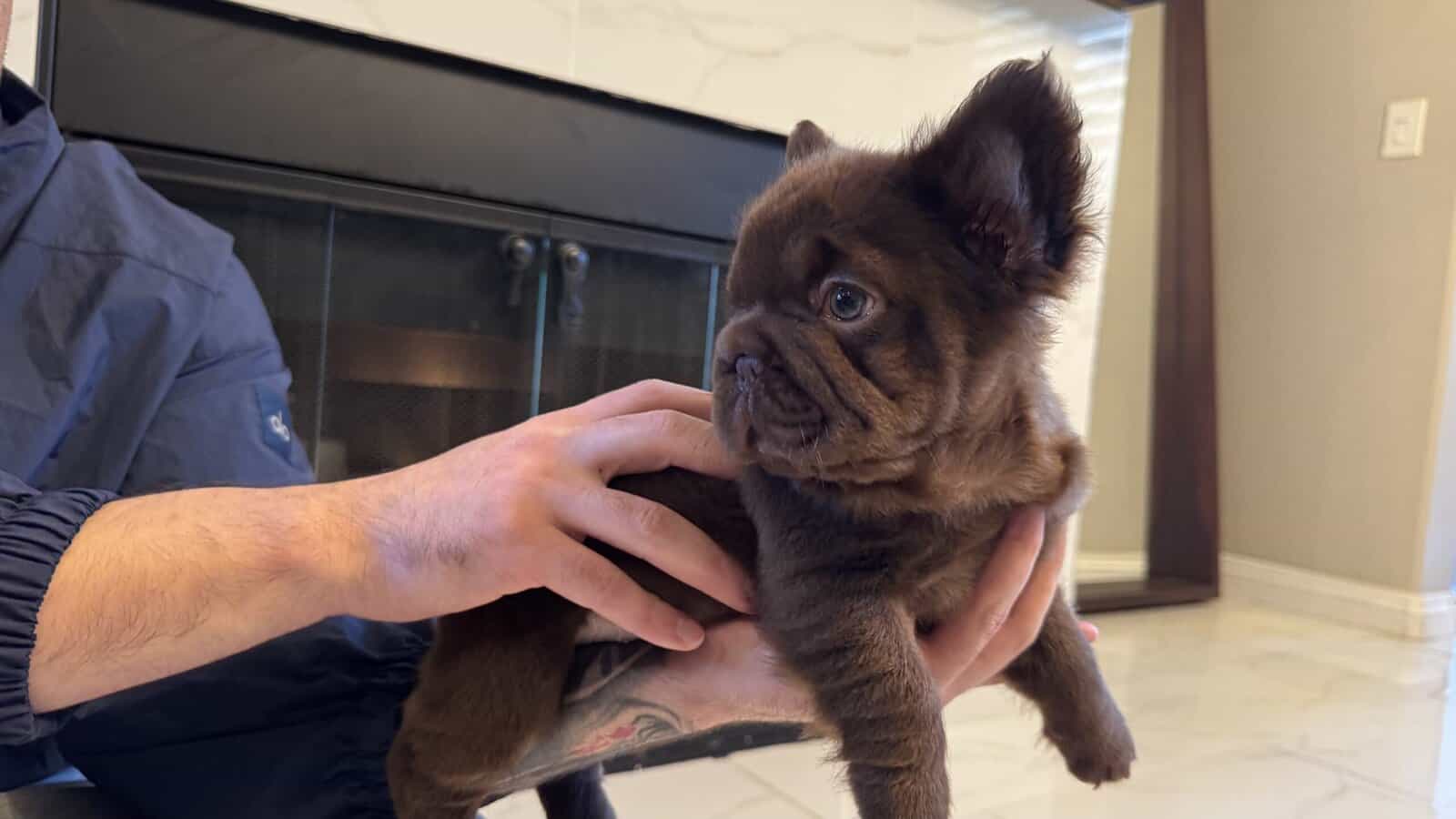 French Bulldog Fluffies image 3