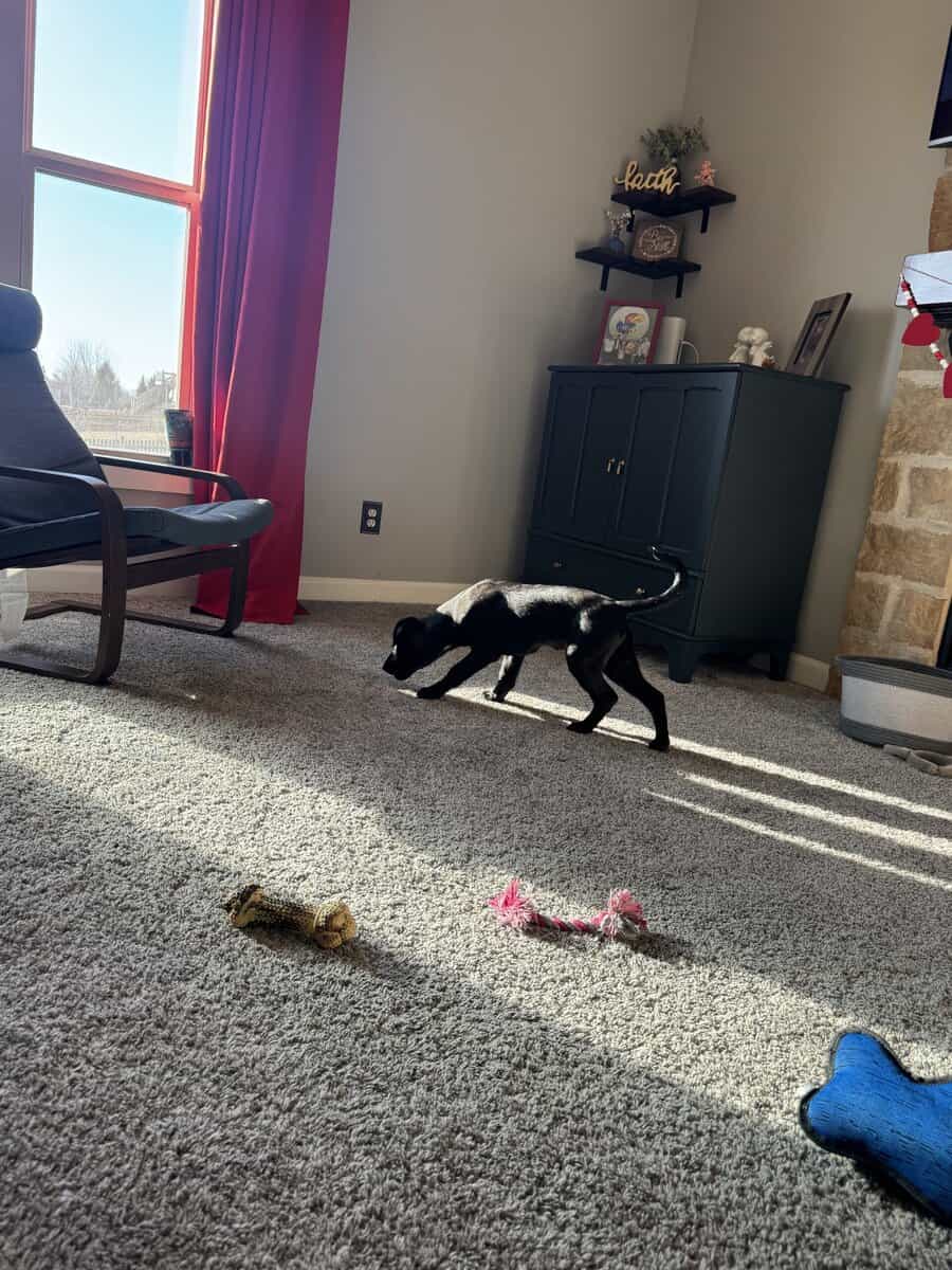 Black lab puppy image 1