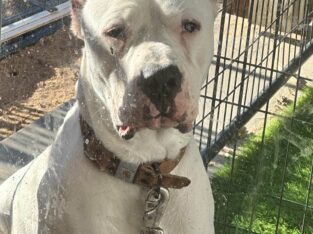 Dogo Argentino for Sale