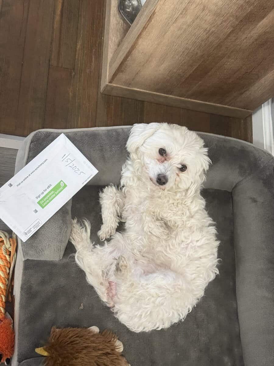 Sell Maltese image 1