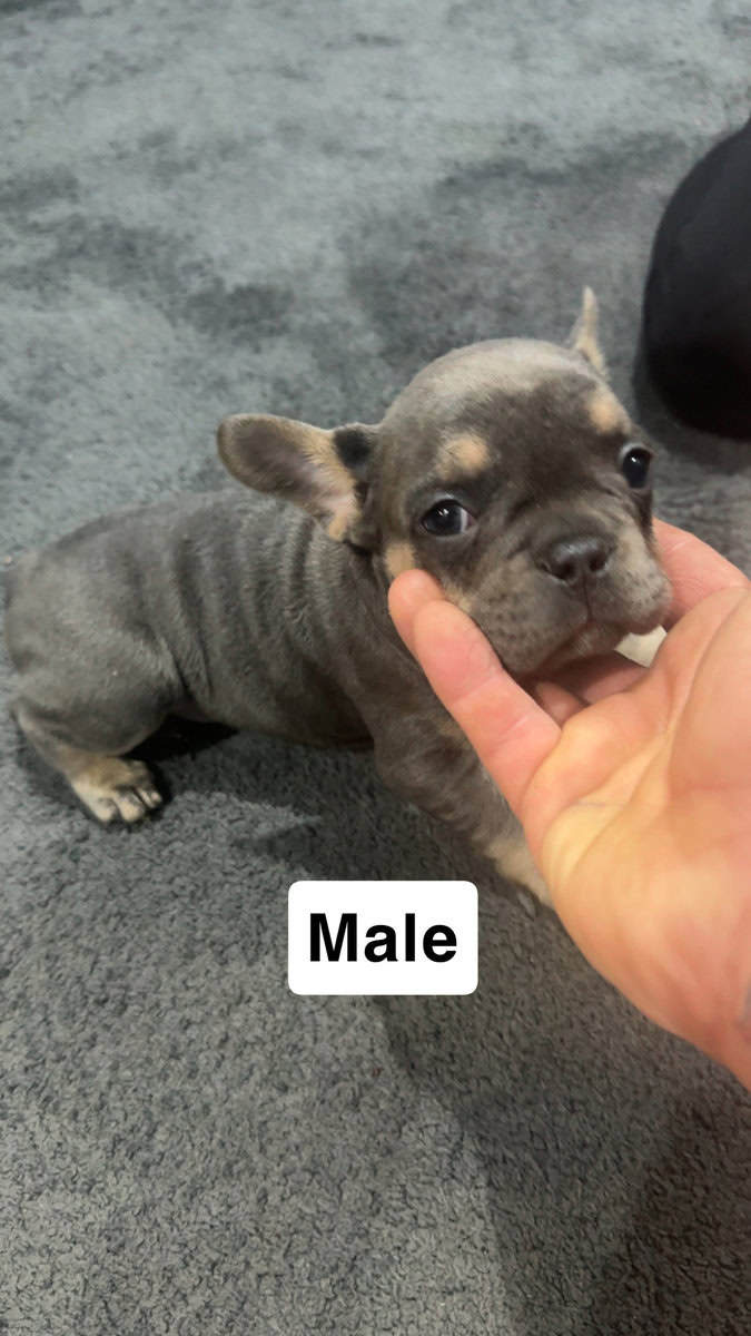 Eight week old male lilac Frenchie image 1