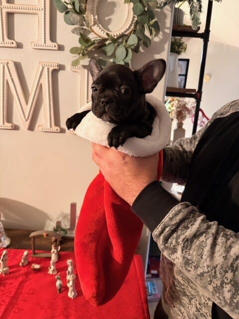 🐾 Miniature French Bulldog Puppies – 9 Weeks Old image 8