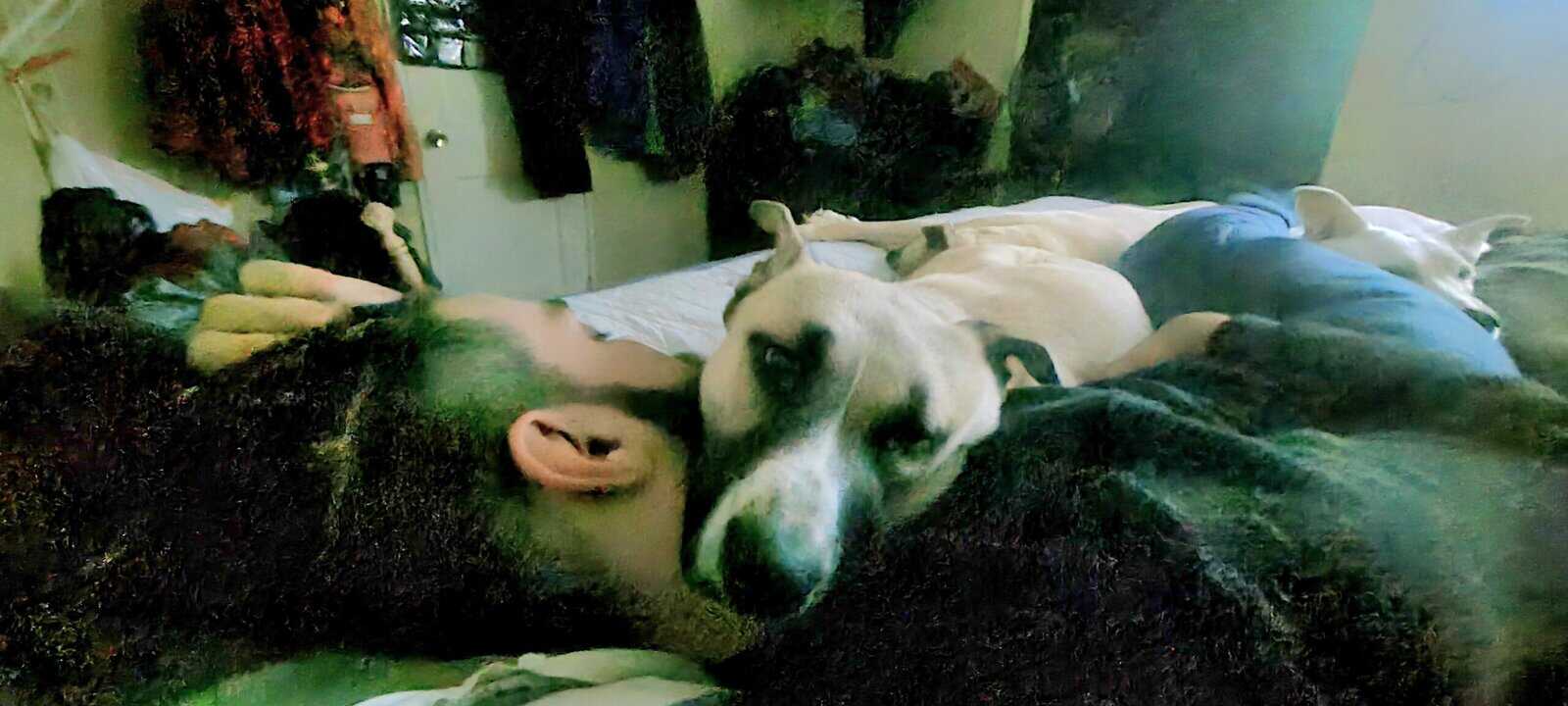 Free Husky Pitbull Terrier 1.5yo image 5