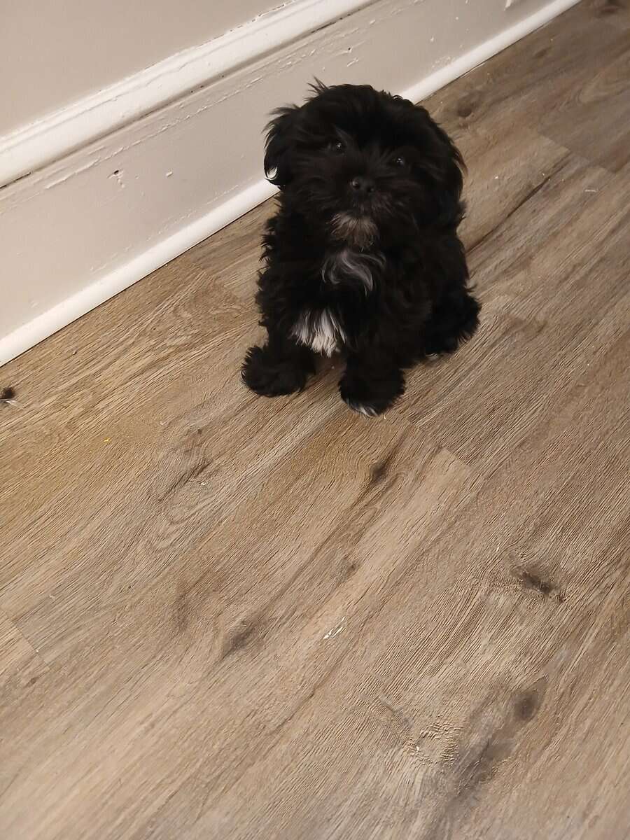 Shorkie puppies image 4