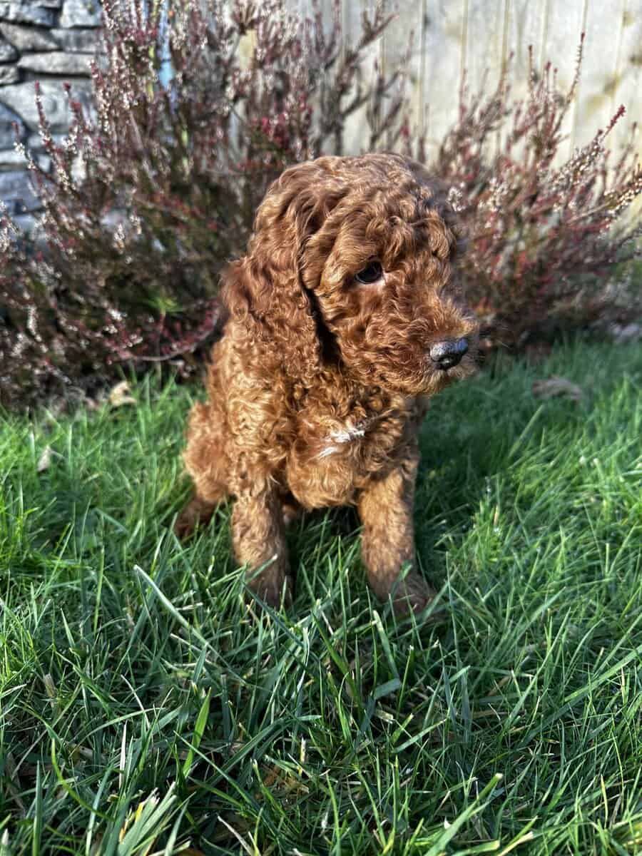 Mini goldendoodle puppies image 1