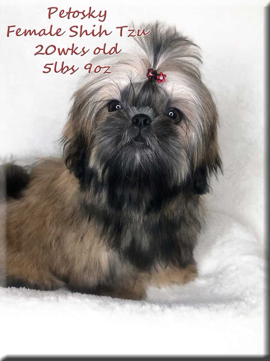 Shih Tzu ~ Precious Female ~Quality ~Irresistible image 1
