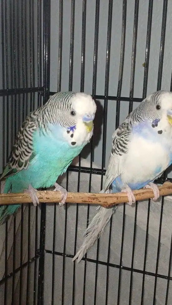 Easty & Icicle, 2 male sky-blue budgies (35 ea.) image 4