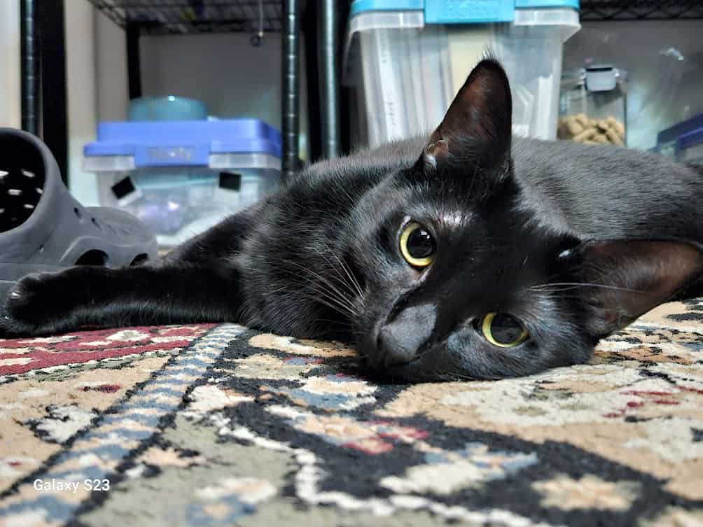 Beautiful soul kitty, comes with litter robot, etc image 1