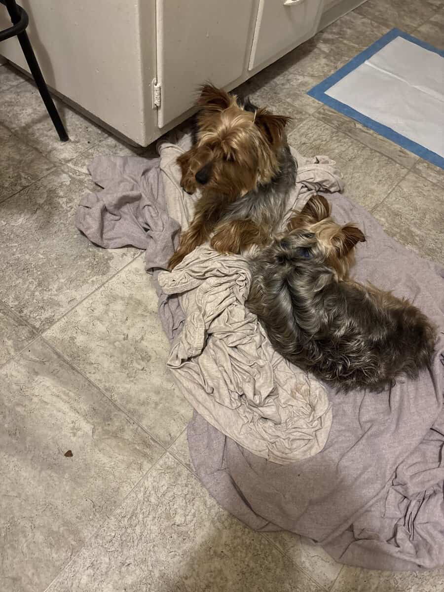 Amazing Bonded Yorkie brother image 8