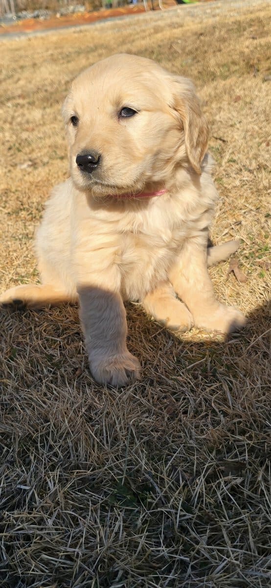 Golden retriever english cream image 4