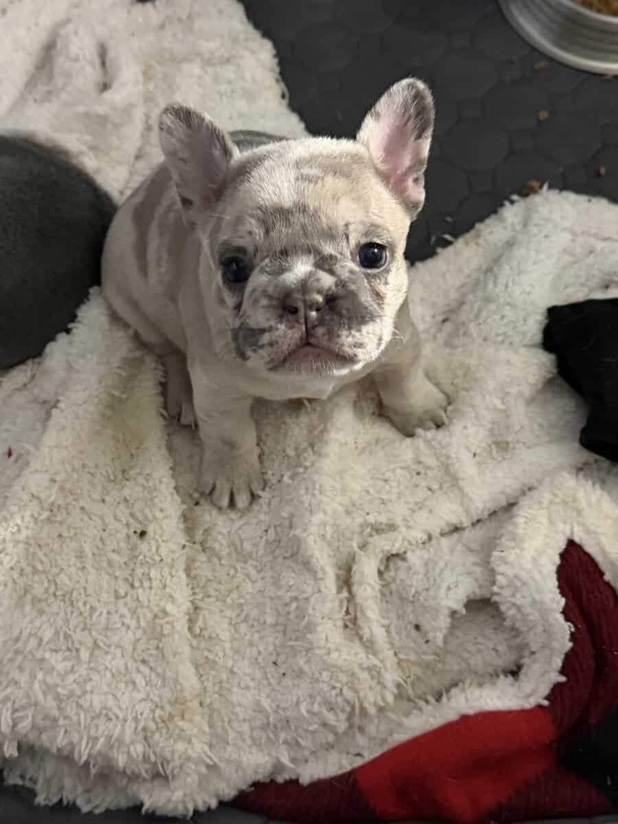 Beautiful healthy puppies great structure and pers image 1