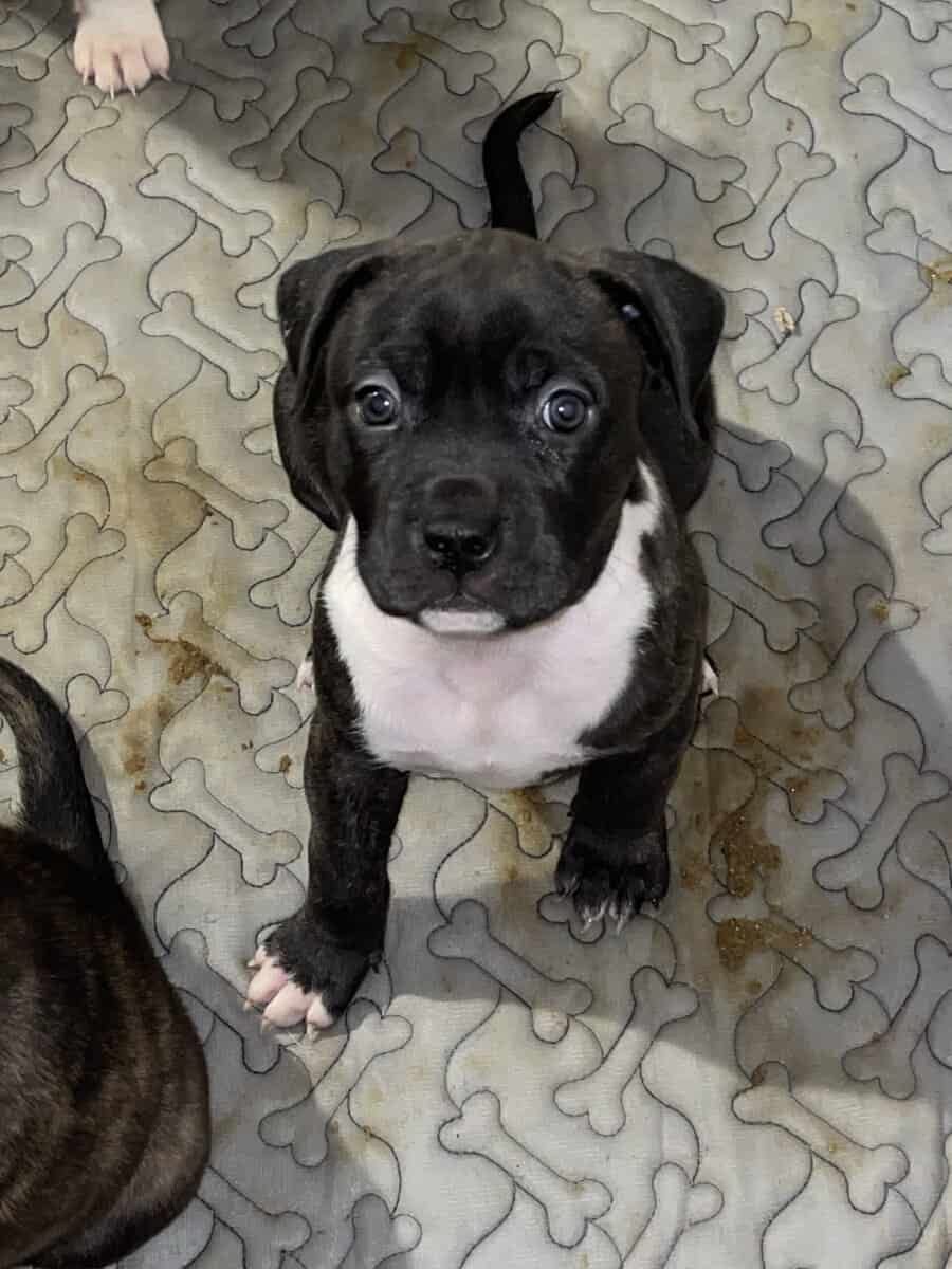 Akita/Pit mix puppies for sale image 3