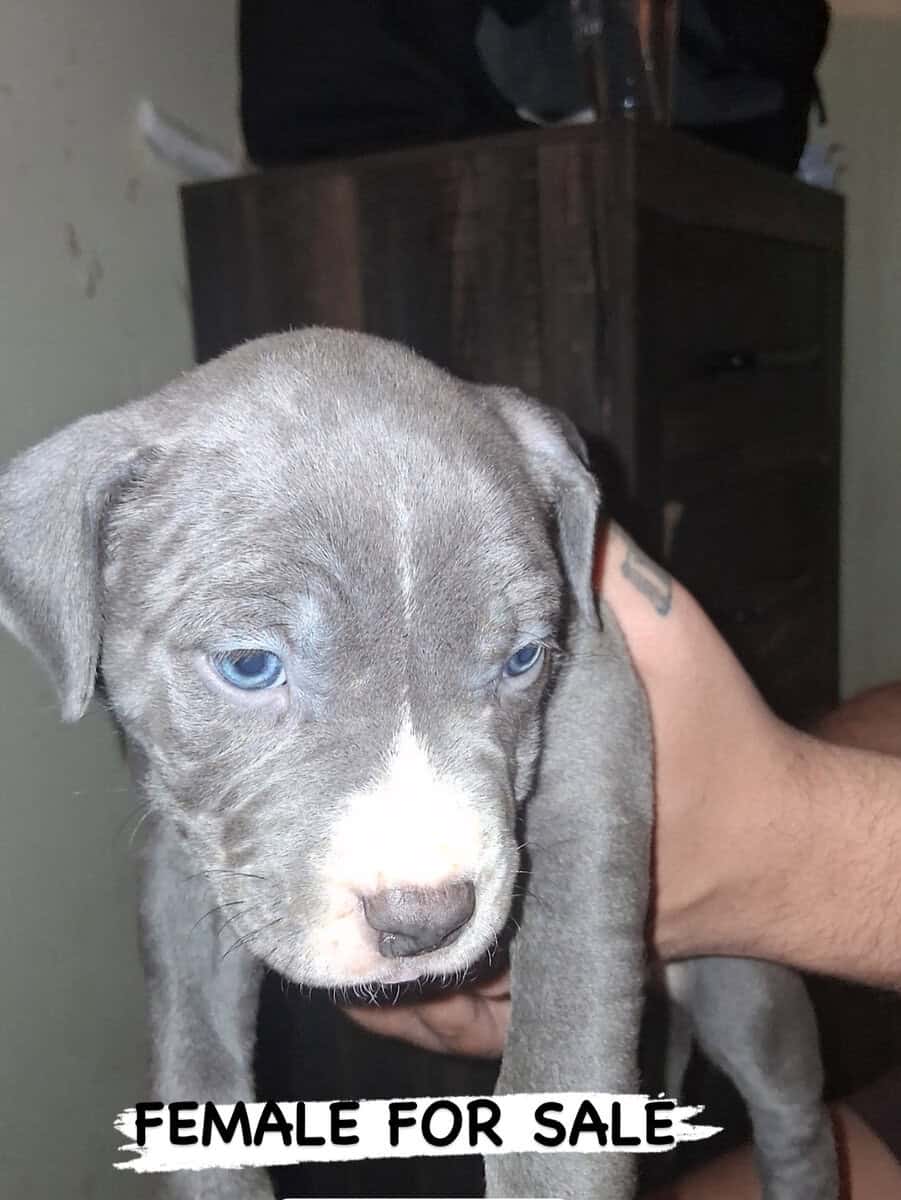 Male/female bluenose pitbull puppies. image 1