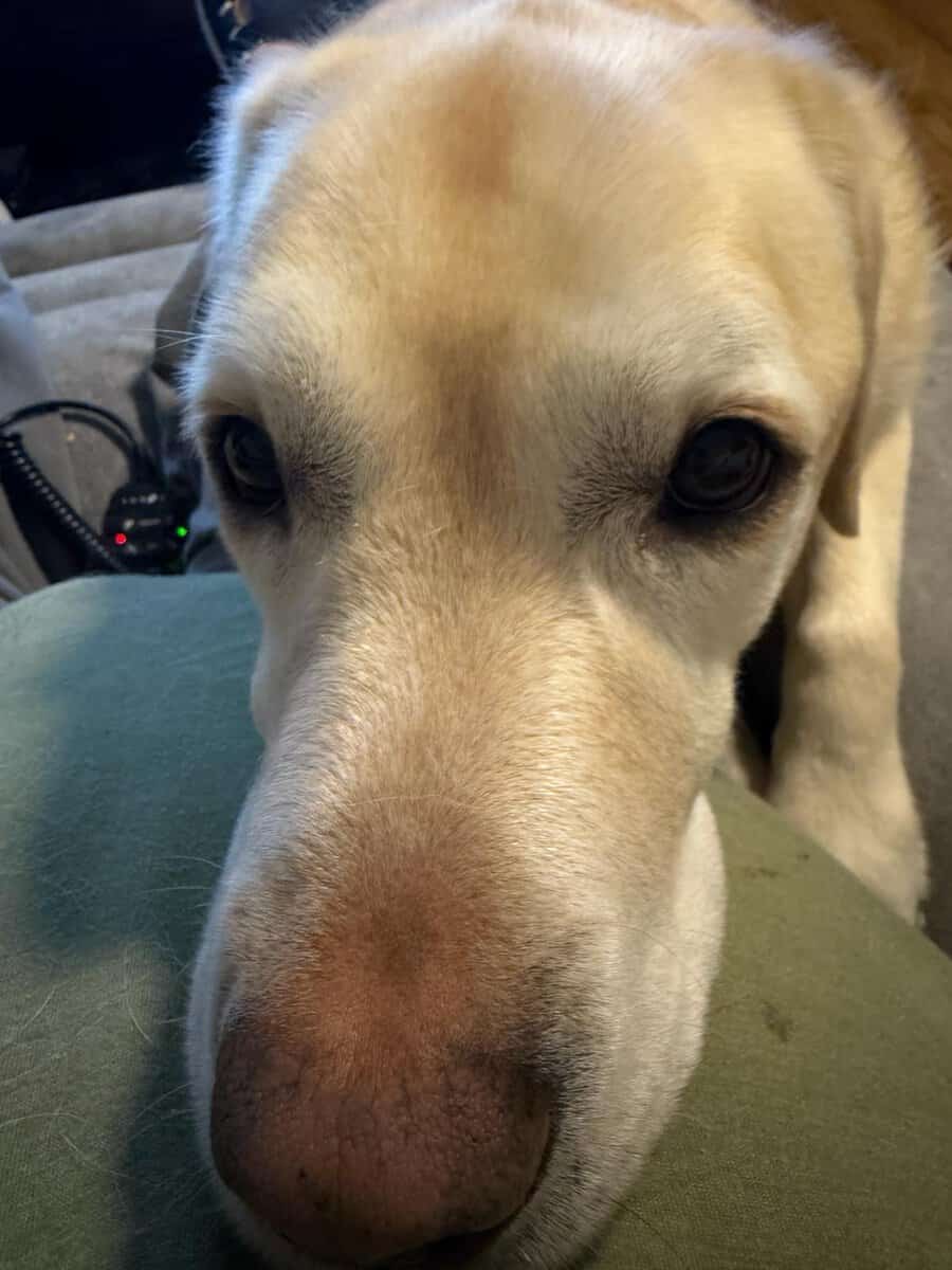 Healthy Golden Retriever. Vet Checked, Friendly & image 4