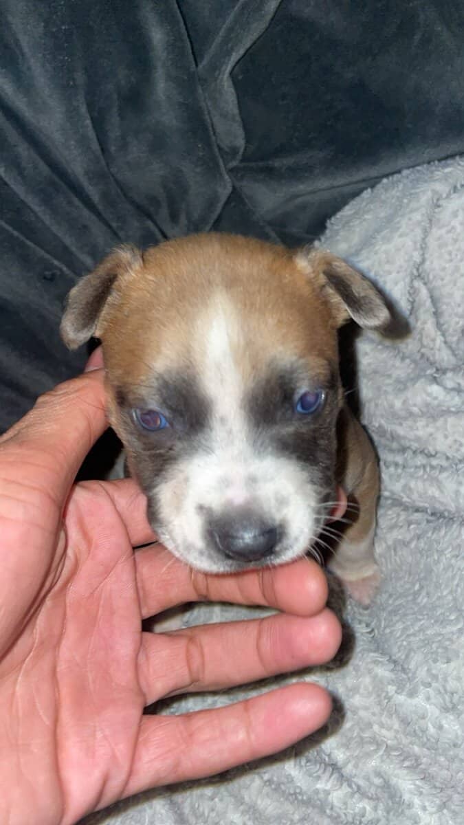Looking for forever home image 5