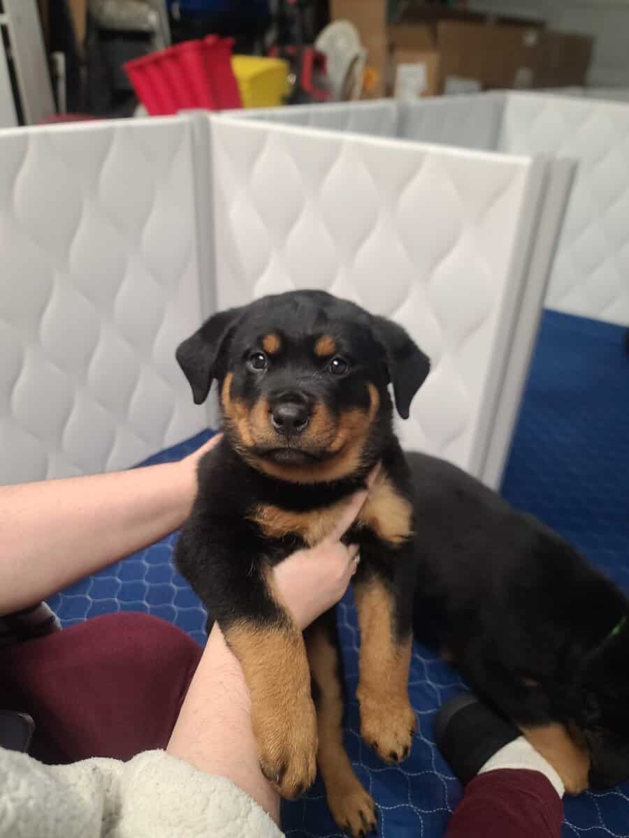 Rottweiler Puppies Available image 3