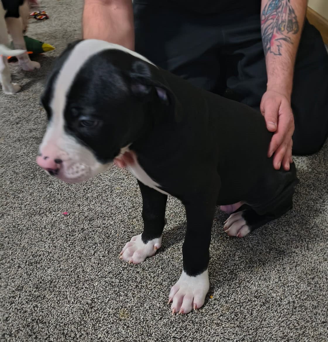 American Bulldog puppies image 2