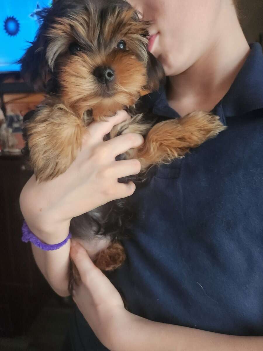 Yorkie puppies for sale image 8