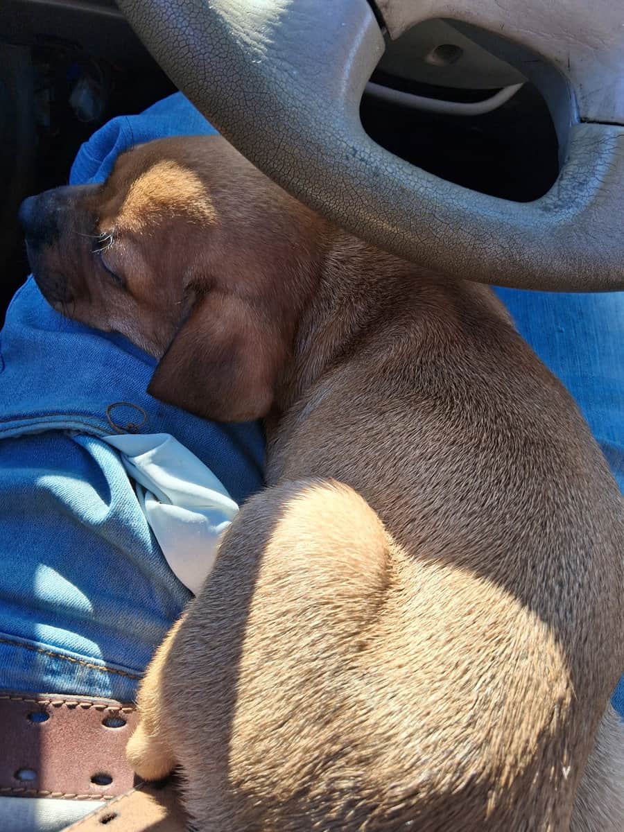 Lab & Pit puppy 6 weeks old female image 2