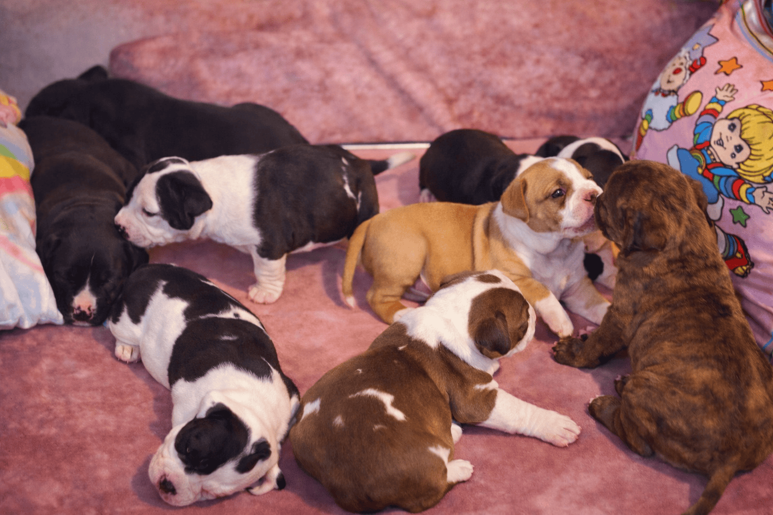 Adorable Pitbull Puppies – Now Reserving image 1