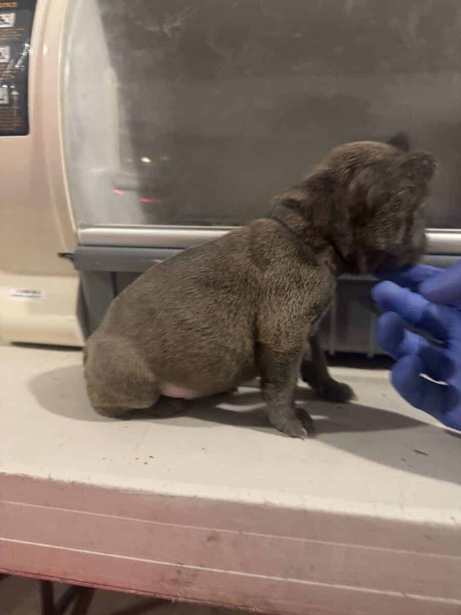 French Bulldog pup image 8