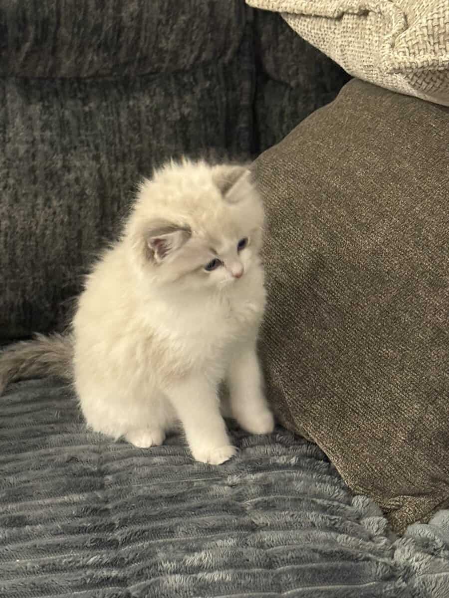 Available Blue Point Bicolor Ragdoll Kittens image 13