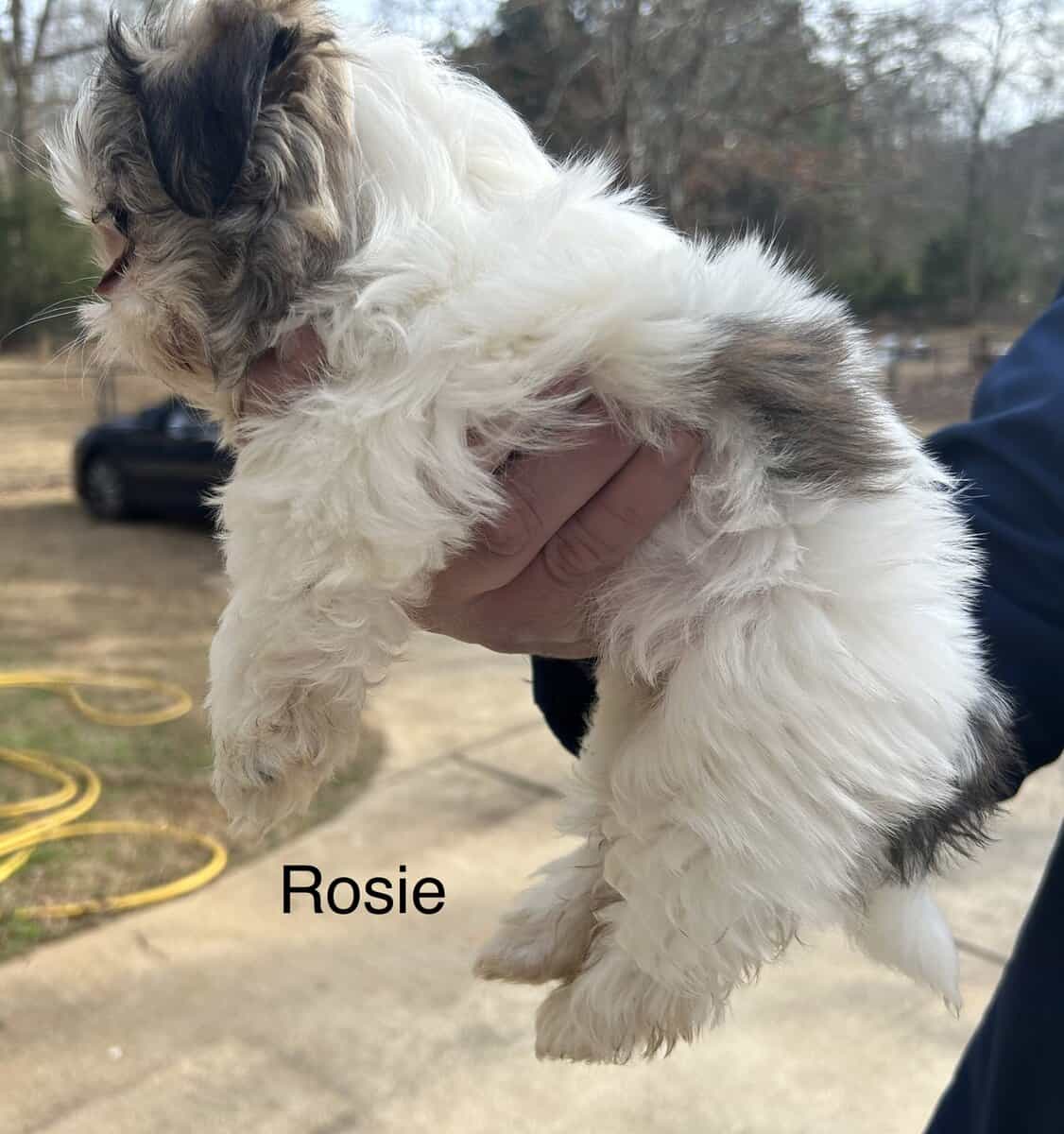 Shih Tzu Puppies ready for adoption! image 6