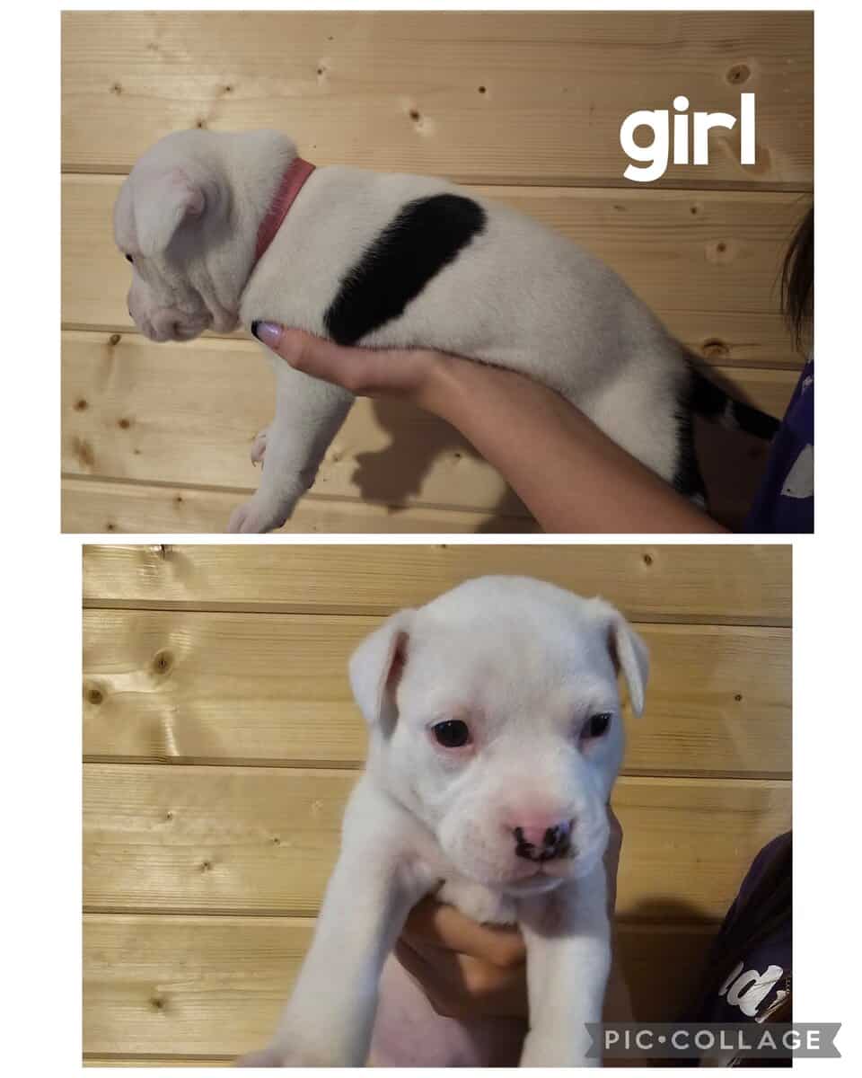Pitty puppies image 1