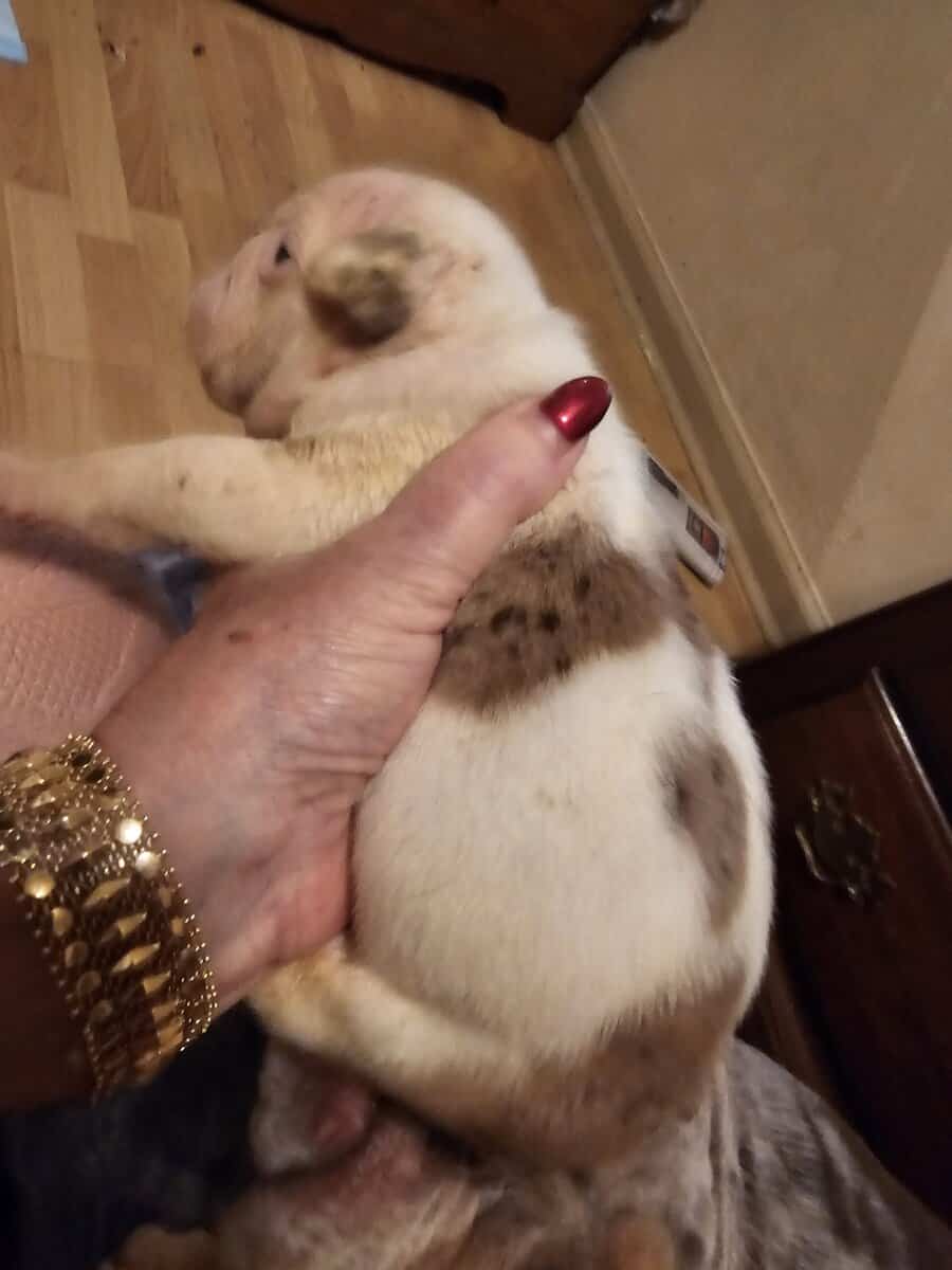 Pink floyd English bulldog image 3