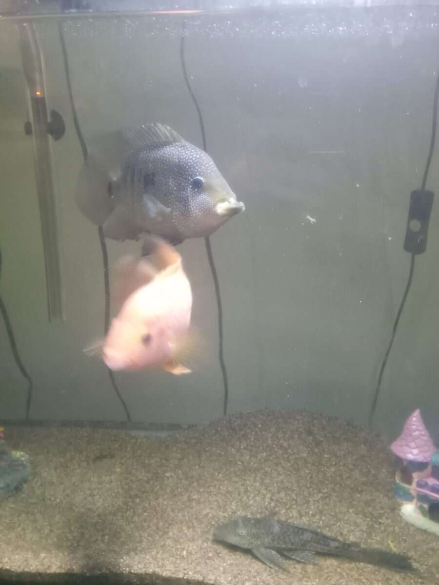 Cichlids image 3