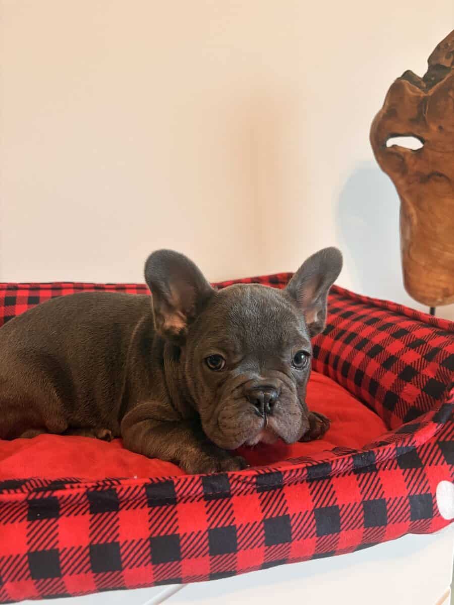 Frenchies looking for a Forever Home image 4