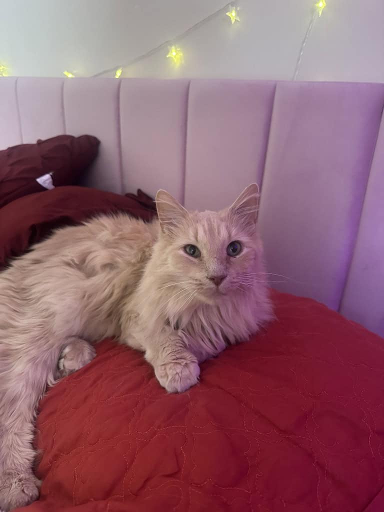 Meet Star 🌟 A Loving, Cuddly 7-Month-Old Cat image 4