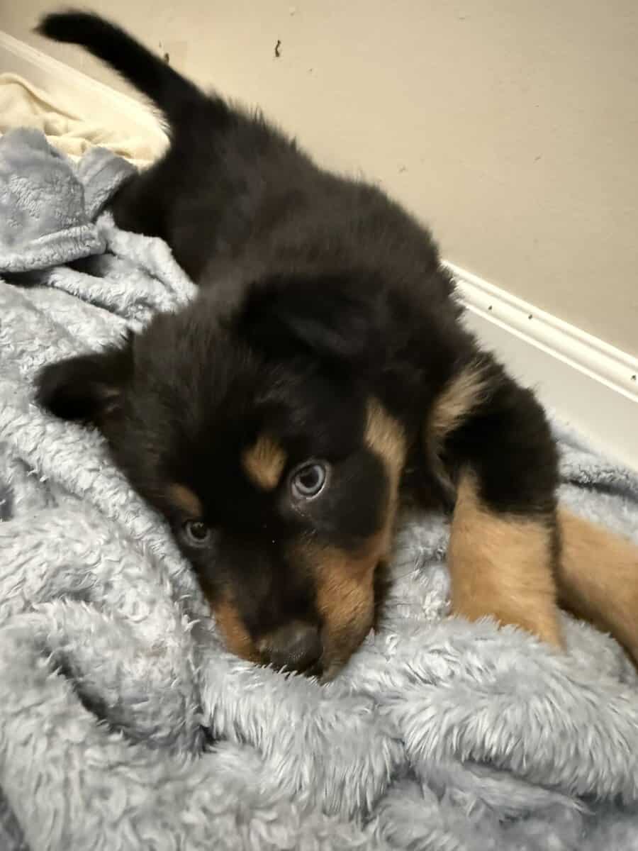 Australian Shepherd Black Female Puppy image 1