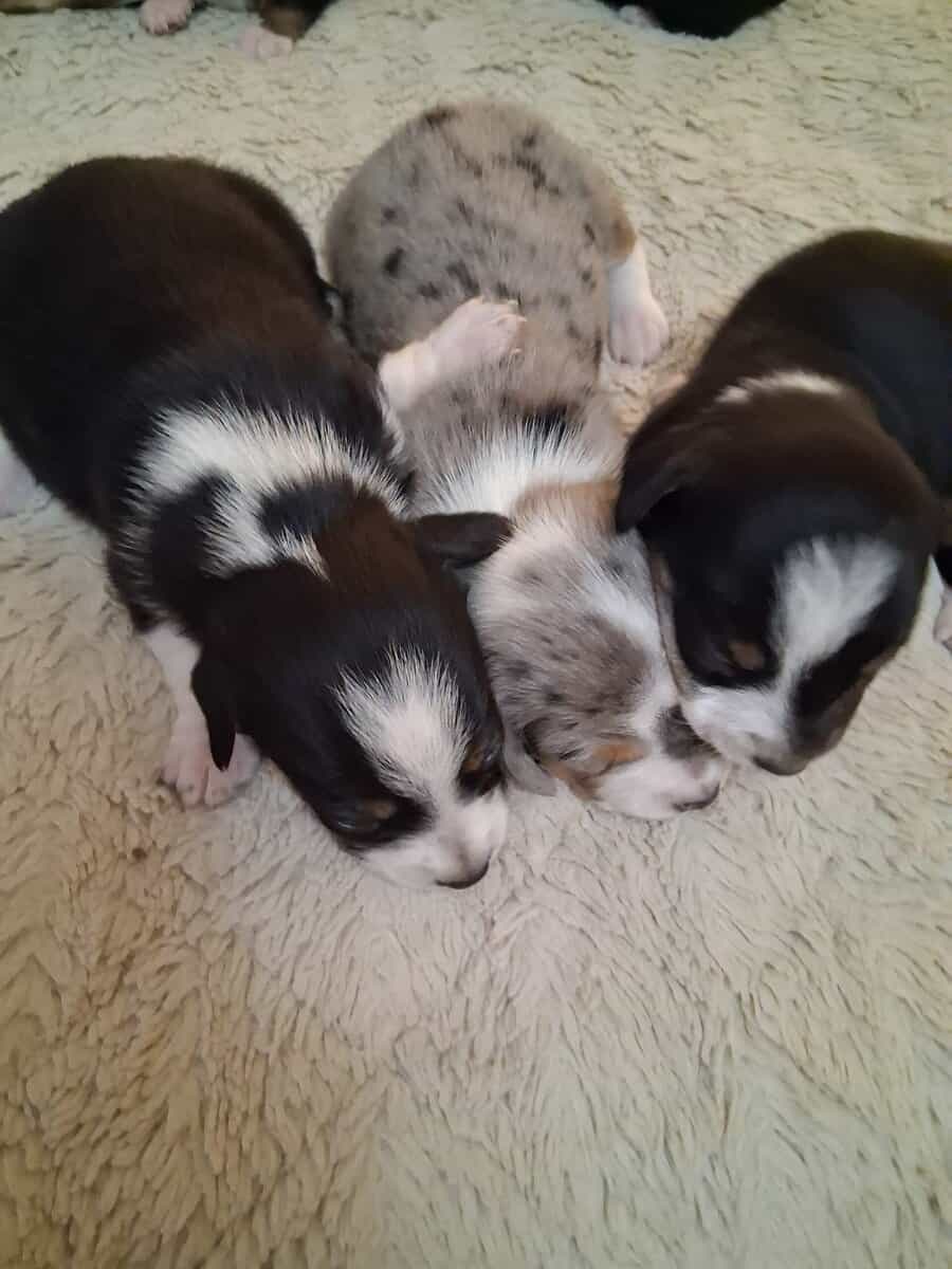 Small breed puppies image 6