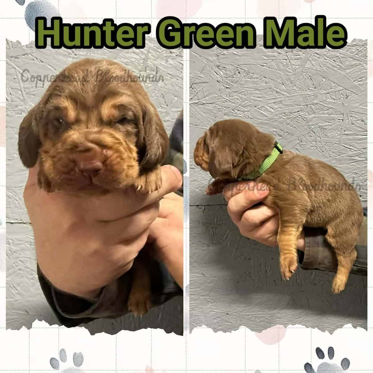 Copperhead Bloodhound Puppies image 9