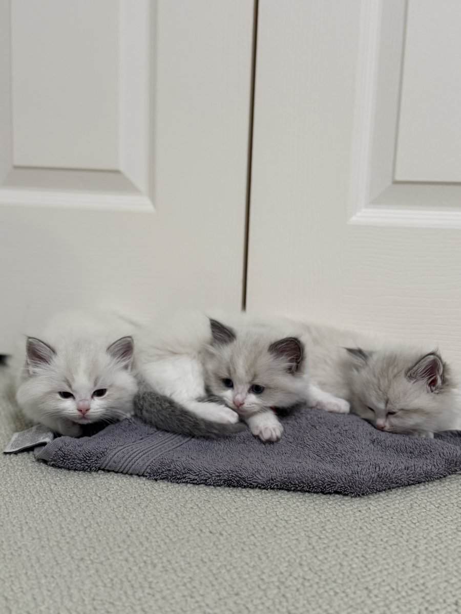 Available Blue Point Bicolor Ragdoll Kittens image 14