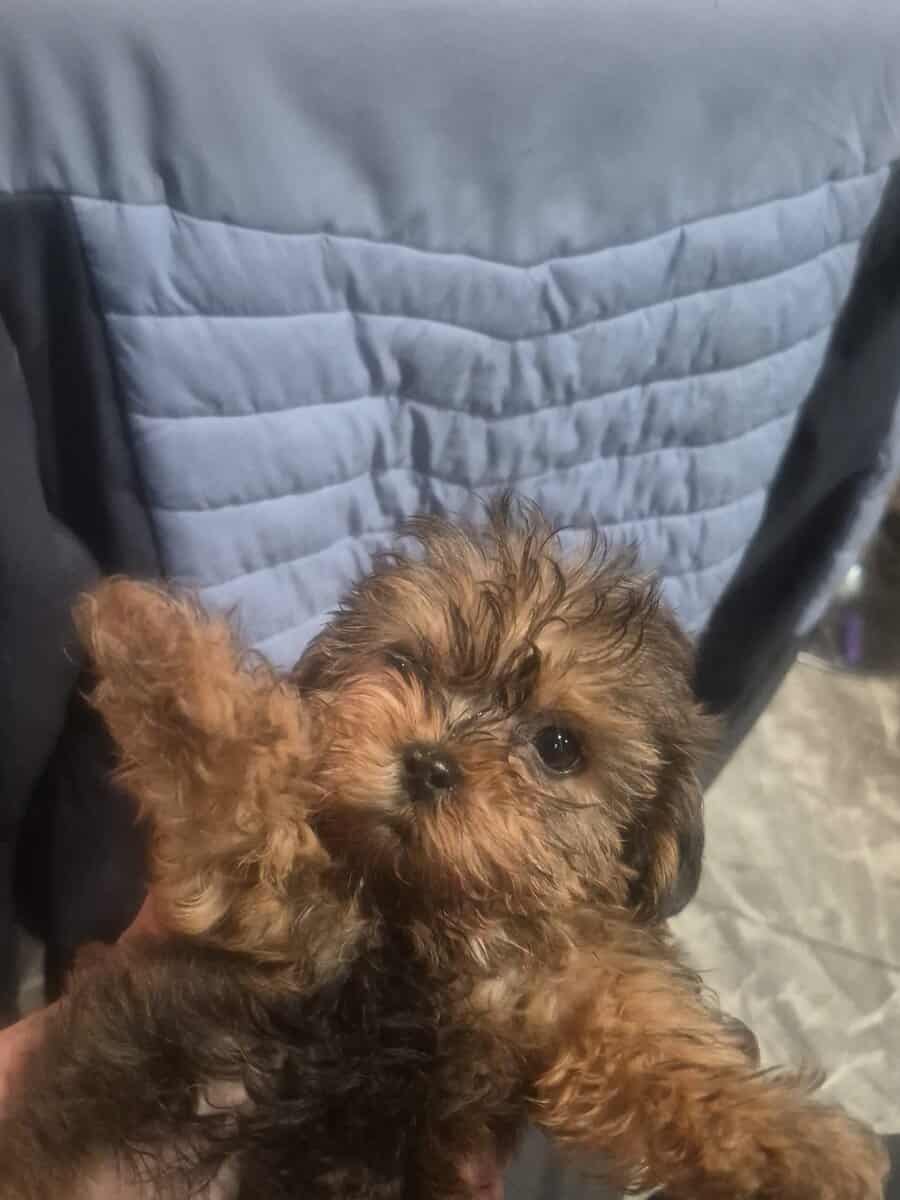 Tcup yorky image 1