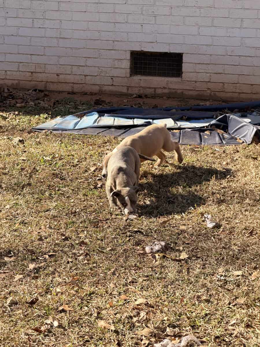 7 2 month old pups image 2